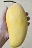 京覓四川凱特芒果新鮮水果凈重4.5斤單果400g+源頭直發(fā)包郵 曬單實拍圖
