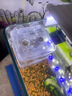 魚(yú)缸隔離盒孔雀魚(yú)繁殖盒熱帶魚(yú)小魚(yú)孵化盒大小號幼魚(yú)孵化器產(chǎn)卵房 雙房特大號 + 豐年蝦卵(幼魚(yú)吃)15g 曬單實(shí)拍圖