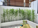 竹子苗青竹庭院小竹苗北方樹(shù)苗植物綠化竹林庭院景觀(guān)竹 四季青竹0.5cm粗10棵 曬單實(shí)拍圖