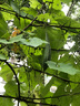 沃施長(cháng)柄錳鋼鐮刀割草砍柴刀開(kāi)路刀直刃開(kāi)山大砍刀農用除草工具50# 曬單實(shí)拍圖