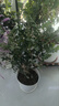 九里香盆栽茉莉花綠植室內驅蚊四季開花帶花苞七里香水培盆景植物 高約40cm精品獨干九里香6年苗（螺紋盆） 九里香 曬單實拍圖