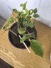 茉莉花苗盆栽帶花苞九里香老樁花卉植物室內(nèi)濃香四季開花好養(yǎng) 大份茉莉花【4-6顆】花苞飽滿 曬單實拍圖