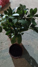 花友八方來財(cái)鴨腳木四季常青室內(nèi)陽臺(tái)桌面綠植盆栽花卉發(fā)財(cái)樹苗七葉蓮 八方來財(cái)一盆4顆【招財(cái)瓷盆】 含盆 曬單實(shí)拍圖