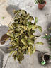桂花樹(shù)苗桂花苗盆栽金桂四季桂室內外濃香型陽(yáng)臺花卉綠植庭院盆景 狀元紅濃香型 4年苗開(kāi)花多 曬單實(shí)拍圖