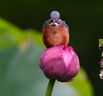 適馬（SIGMA）500mm F5.6 DG DN OS ｜Sports 全畫幅 超遠攝定焦鏡頭 打鳥拍荷花（索尼卡口） 曬單實拍圖