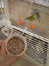 飼五居鳥食保健砂玄鳳玄鳳牡丹虎皮鸚鵡鳥糧鳥用飼料食物補鈣專用紅土沙 鸚鵡可食用保健砂 400g*1罐 曬單實拍圖