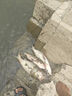 劉志強鰱鳙餌料志強鰱鳙二代魚餌料大頭魚專用浮釣鰱魚花白鰱窩料 曬單實拍圖
