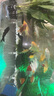 錦鯉魚(yú)金魚(yú)活魚(yú)黃金鯉黑錦鯉紅色魚(yú)白錦鯉小型耐活好養冷水蝴蝶鯉 6-8cm黑白紅黃四種顏色11條 曬單實(shí)拍圖