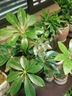 瑞豐年綠植景觀墻植物補光燈led仿太陽光生長燈園藝花店全光譜軌道射燈 【全光譜植物燈】白殼-20W 暖光 曬單實拍圖