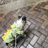 嬉皮狗（hipidog）寵物狗狗雨季外出可牽引反光條四腳防水雨衣可愛小恐龍造型狗專用 蒂安綠【3XL-8XL沒有牽引扣】 2XL （建議體重15-20斤） 曬單實拍圖