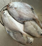 海速達 舟山海捕白鯧魚 凈重2.4斤12條 銀鯧魚平魚昌魚生鮮魚類海鮮水產(chǎn) 曬單實拍圖
