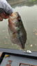 國王路亞馬蜂爬行餌黑坑鱸魚(yú)昆蟲(chóng)路亞假餌搖擺式游動(dòng)餌水面系魚(yú)餌6.6g-01 曬單實(shí)拍圖