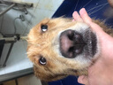 塔帕英 寵物洗澡盆可折疊大型犬金毛狗狗專用游泳池浴缸洗澡桶貓咪浴盆 直徑60cm*高20cm藍色 建議30斤內(nèi) 曬單實拍圖