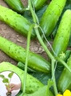 綠心黃瓜種子強(qiáng)雌耐熱青瓜種籽油亮綠心四季高產(chǎn)津研黃瓜種子 新津研黃瓜種子【今年新種】 原裝精品種子60?！?包】+肥料 曬單實(shí)拍圖
