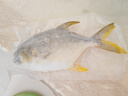 翔泰 海南深海金鯧魚2.4斤/3-4條凈重 BAP認(rèn)證 生鮮魚類 海鮮水產(chǎn) 曬單實(shí)拍圖