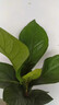 聚寶盆大葉綠植鳥巢花燭盆栽客廳招財水培植物室內(nèi)好養(yǎng)花卉發(fā)財樹 1顆聚寶盆（30~40cm）中號 帶盆種好 曬單實拍圖