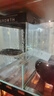 Barbarous Growth龜臺烏龜曬臺爬坡高水位浮島掛壁式龜臺深水魚(yú)缸晾曬背臺爬坡休息 中號烏龜暖房別墅【含曬背燈】 曬單實(shí)拍圖