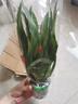 種花迷鴻運(yùn)當(dāng)頭盆栽花卉植物室內(nèi)花客廳鳳梨水培綠植大全 鴻運(yùn)當(dāng)頭【早 鴻運(yùn)當(dāng)頭【簡(jiǎn)易盆】 曬單實(shí)拍圖