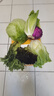 新鮮4斤沙拉蔬菜組合 混合輕食健身西餐健身食材 4斤蔬菜組合【無沙拉醬】 曬單實(shí)拍圖