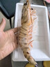 野生竹節蝦特大新鮮斑節蝦超大號九節蝦黑虎蝦海鮮批發(fā)新鮮海捕 1斤2頭【26-27CM】一盒 曬單實(shí)拍圖