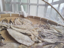 漁民新曬墨魚(yú)干貨批發(fā)正宗東海大墨魚(yú)新鮮日曬干墨魚(yú)爆炒煲湯 500克（特大號5只左右）大墨魚(yú)干 曬單實(shí)拍圖