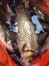 YGKPE XBRAIDD日本YGK碳線職業(yè)者釣魚線碳素線紅標(biāo)淡海磯釣子線路亞主線前導(dǎo)線 職業(yè)者 碳線/透明色100米 0.8 曬單實拍圖