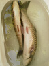 富源百川318二代鰱鳙釣魚竿湖庫輕量大物桿巨物魚竿8.1m 曬單實(shí)拍圖