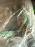 澳洲進(jìn)口翡翠大鮑魚(yú)鮮活冷凍生海鮮貝類(lèi)刺身火鍋食材佛跳墻送禮盒 500g 6-7只【買(mǎi)3件送1斤】 曬單實(shí)拍圖