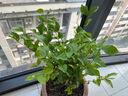 【雅之典】虎頭茉莉花盆栽室內(nèi)花卉雙色茉莉觀花植物綠植重瓣筆尖茉莉四季開花帶花苞 筆尖茉莉 獨桿 不含盆 曬單實拍圖