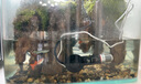 魚缸加熱棒小型恒溫加熱器烏龜缸水族箱自動斷電防爆迷你加溫棒 拇指加熱棒-10w （usb接口） 【智能感應(yīng)/離水防干燒】 曬單實拍圖