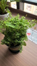 湘萂園鐵線蕨盆栽蕨類植物四季常綠觀葉綠植耐陰好養(yǎng)活吸甲醛 大盆鐵線蕨【高25-30厘米】加侖盆 曬單實(shí)拍圖