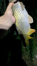 美人魚法國斑點(diǎn)線隱形釣魚線主線子線大物巨物鰱鳙青魚線拉力強(qiáng)柔軟耐磨 主子通用100米 4號 曬單實(shí)拍圖