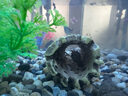 萌嘟星寵 蘿木蝦屋魚缸裝飾擺件仿真水族造景城堡魚蝦躲避罐 曬單實(shí)拍圖