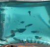 純種精品大孔雀魚觀賞魚熱帶魚母魚小型繁殖鳳尾孕淡水 隨機(jī)孔雀 15【10 條送 5 條備】 曬單實(shí)拍圖