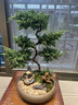 真柏盆栽迎客松室內客廳辦公室桌面盆景綠植四季常青展廳裝飾擺件 境林藝術(shù)5層真柏+底座 帶盆栽好 曬單實(shí)拍圖