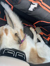 TOUCHDOG狗狗脖圈項圈牽引繩狗鏈狗胸背心式背帶小中大型犬防爆沖遛狗繩 紫色胸背2013YZH002 M-中型【建議體重16~35斤】 曬單實(shí)拍圖