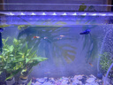 全光譜led魚缸燈缸燈水族箱魚缸照明燈架LED水草燈 12瓦藍(lán)白光48cm（適合50-60cm魚缸） 四排燈珠 曬單實(shí)拍圖