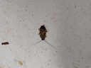 諾優(yōu)寵強(qiáng)力滅蟑螂藥殺蟲餌劑小德國殺蠊藥膏呋蟲咹小屋粉蟑螂噴霧殺蟲劑 【1瓶裝】殺蟲劑1瓶 曬單實(shí)拍圖