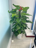 大葉綠蘿柱盆栽客廳大型綠植辦公室內(nèi)清新空氣新房好養(yǎng)綠籮 大葉綠蘿柱1.4-1.5米-白色螺紋盆 曬單實拍圖