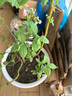 稔秋新品種L25藍莓苗當年結果藍莓樹(shù)陽(yáng)臺盆栽地栽南北方種植原土發(fā)貨 奧尼爾【南方適宜】 5年苗【當年結果】 曬單實(shí)拍圖