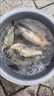 夜光漂咬鉤變色魚漂全套一整套釣魚漁具鯽鯉浮漂高靈敏度日夜兩用 大物AD-02【吃鉛5.0g】 【不變色】+送1粒電池 曬單實拍圖