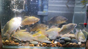 漁之源小蜻蜓魚(yú)竿鯽魚(yú)竿手竿臺釣竿輕量釣魚(yú)竿28調綜合竿手桿鯽鯉竿 5.4m 至輕鯽二代【T1100+46T】+支架 曬單實(shí)拍圖