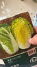 壽禾 黃心大白菜種子苗娃娃菜秋季種蔬菜種籽 金黃白白菜種子10g*3袋 曬單實拍圖
