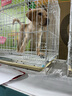 寧寵 拉布拉多犬拉布拉多幼犬拉不拉多寵物狗活體小狗狗崽導(dǎo)盲犬活物 寵物級 曬單實拍圖