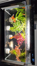 瘋狂水草真水草魚(yú)缸里的水培植物種植環(huán)魚(yú)缸造景擺件20-30缸 源頭直發(fā)包郵 曬單實(shí)拍圖