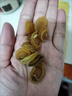 鮑魚干干貨佛跳墻滋補(bǔ)野生食材煲粥煲湯淡曬干小鮑魚 中號50個 曬單實(shí)拍圖