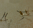 SIGUAGUA小葉紫檀木超輕商務(wù)無框眼鏡男款可配近視度數(shù)純鈦無邊框眼睛鈦架 金色+檀木（萬金寶同款） 單鏡架 自帶模板片【可以試戴】 曬單實(shí)拍圖