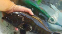 海南三沙西沙魚 青衣魚西星斑彩眉魚海鮮套餐雜魚組合裝五斤 5斤裝中珊瑚魚加禮盒（4-6條） 曬單實(shí)拍圖