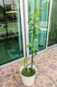 奔新農(nóng)爬藤架葡萄黃瓜豆角架種菜花支架庭院園藝花卉植物支撐桿西紅柿架 粗8mm長(zhǎng)75cm10支 曬單實(shí)拍圖