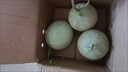 澤華果品山東網(wǎng)紋蜜瓜 玫瓏冰淇淋蜜瓜當(dāng)季新鮮水果整箱 凈重3.5-4斤2-3個(gè)網(wǎng)紋蜜瓜 曬單實(shí)拍圖